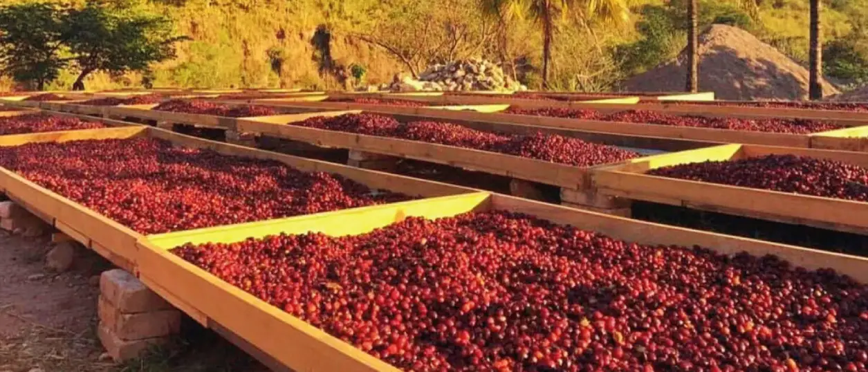 The Essence of Honduran Coffee